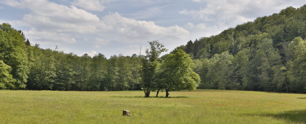 Waldlichtung regt an die Freizeit in der Natur zu verbringen